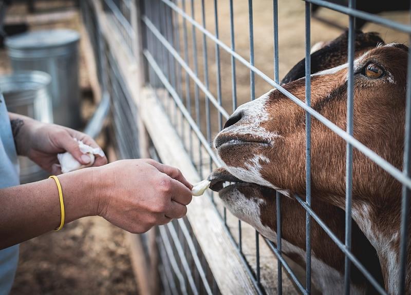 Goats, Harvest Green's cutest residents, are well cared for in Richmond, TX.
