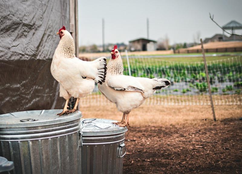 Meet Harvest Green's resident chickens during a farm tour in Richmond, TX