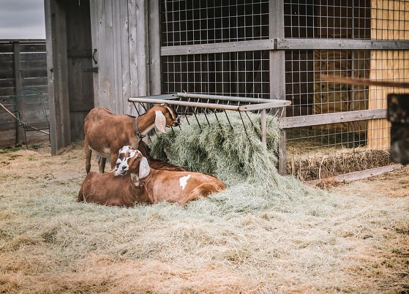 Resident goats snack and rest on hay in Harvest Green's goat pen.