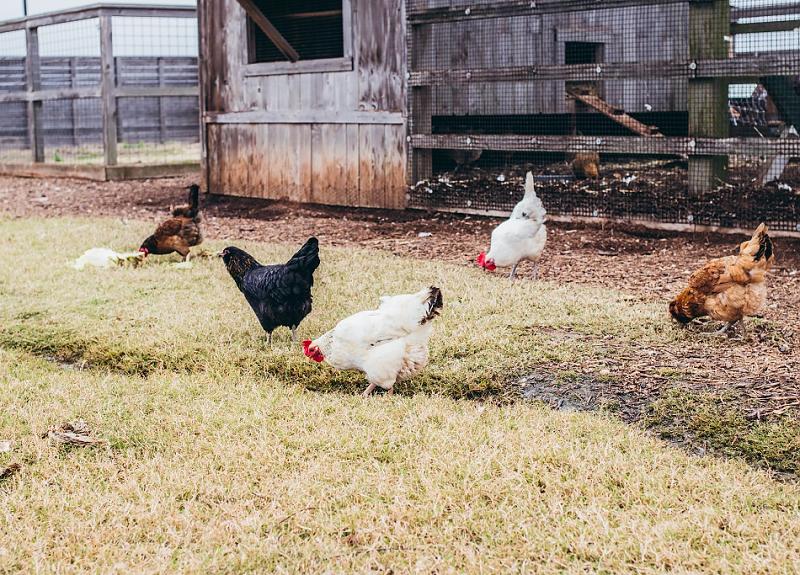 Free-range resident chickens are part of Harvest Green's agrihood in Fort Bend.