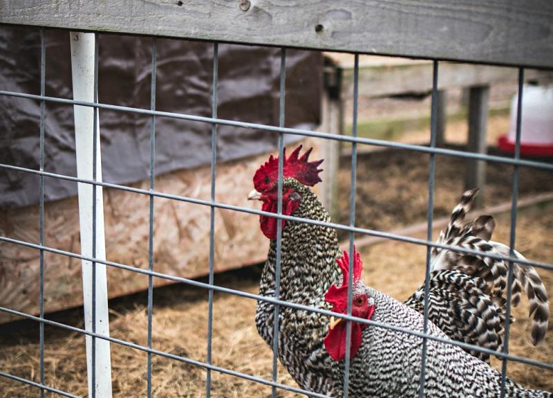 Residents can meet Harvest Green's chickens during a Meet the Farm tour.