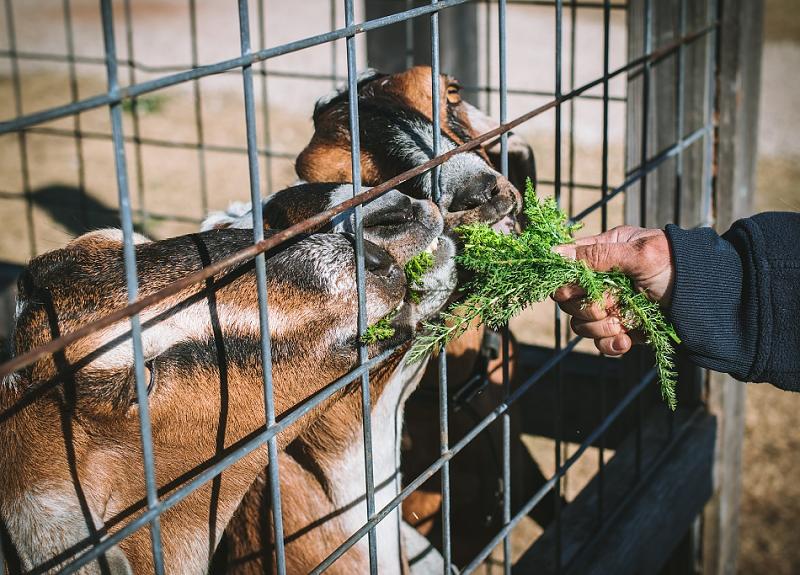 Residents can meet Harvest Green's goats during a Meet the Farm tour.