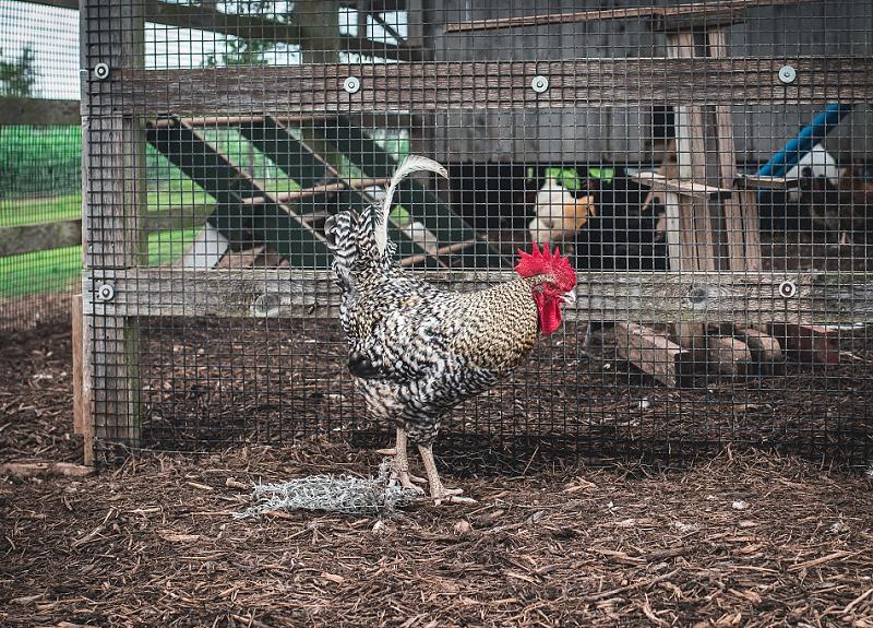 Free-range black chicken lives in Harvest Green's chicken coup in Fort Bend.