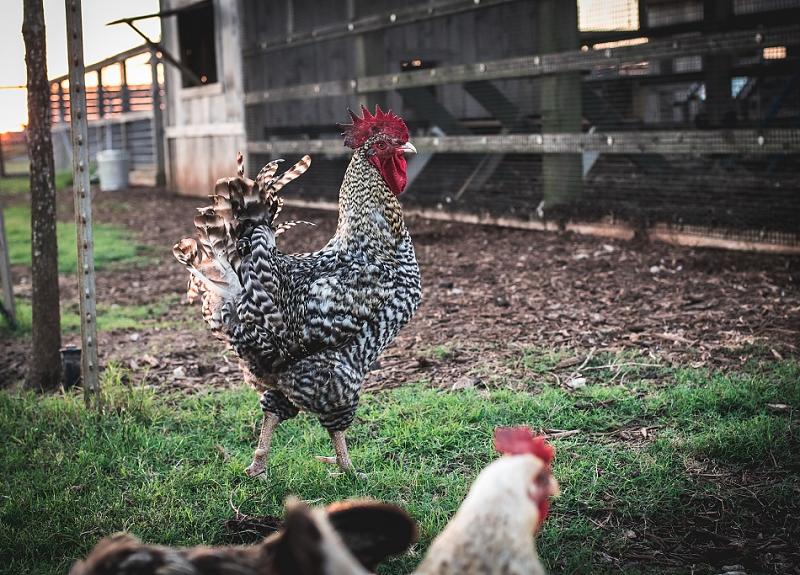 The free-range chickens laying eggs at Harvest Green can explore their surroundings.
