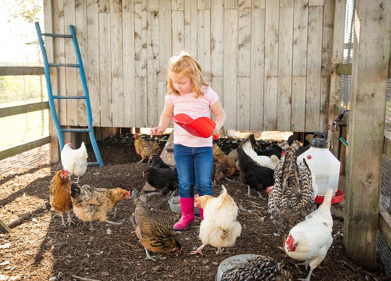 A little girl feeds egg-laying chickens in Harvest Green's community chicken coup.
