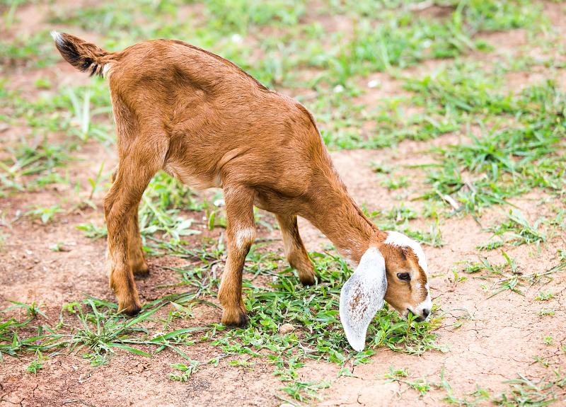 Baby goat is one of many animals that call Harvest Green home.