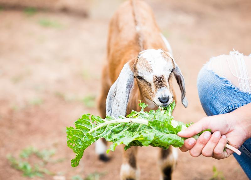 A resident baby goat enjoys lettuce grown in Harvest Green's Village Farm.