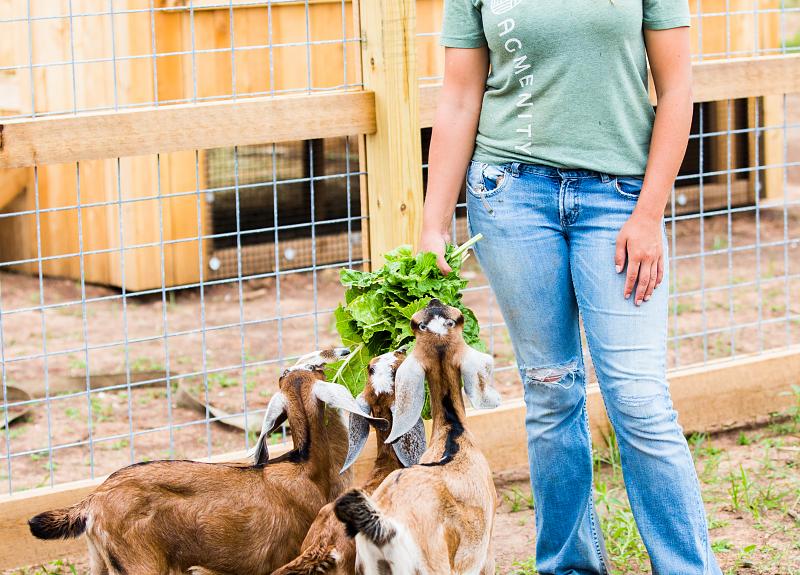 Baby goats are fed greens by an expert farmer at Harvest Green.