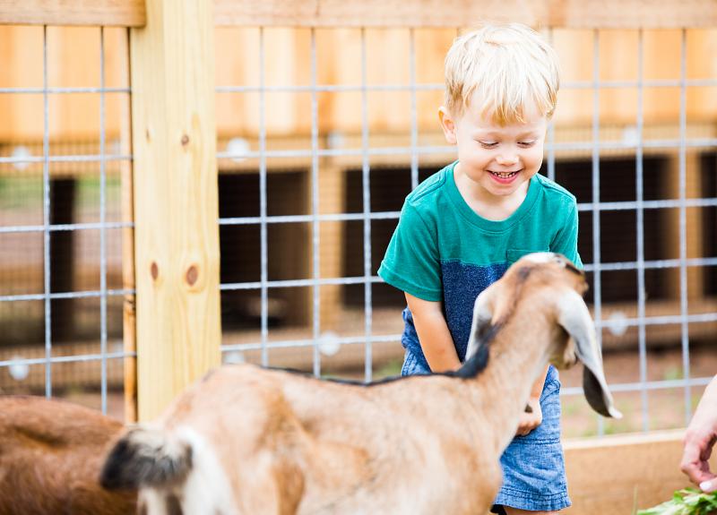 Little boy plays with goats that live in a Richmond, TX community.