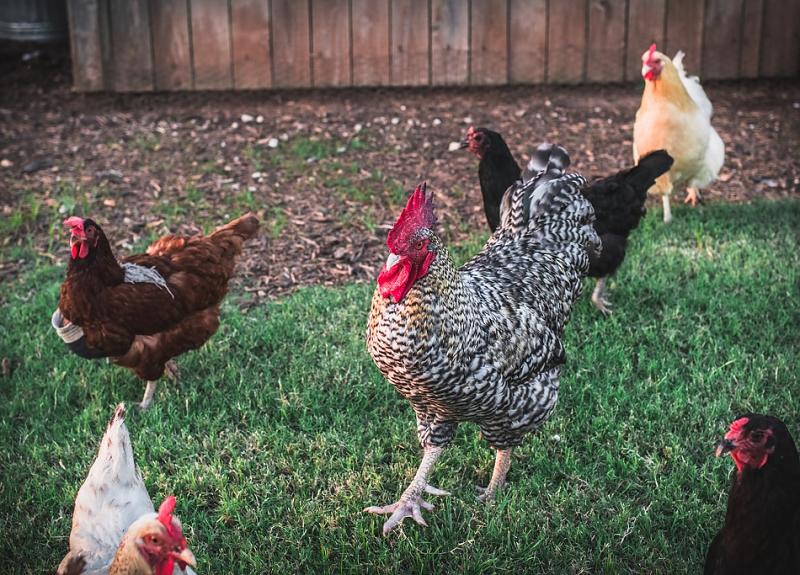 Free-range resident chickens walk on the grass in Harvest Green's community farm.