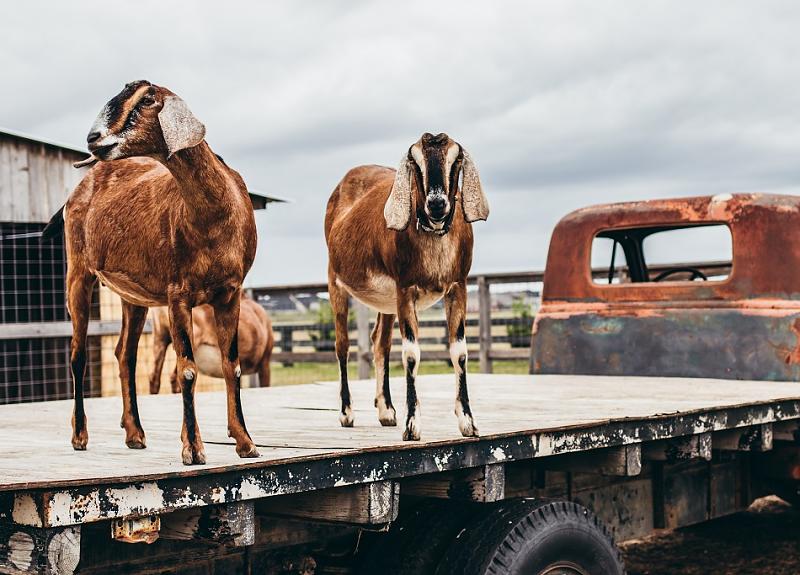 Harvest Green's adorable goats call The Village Farm in Richmond, TX home.