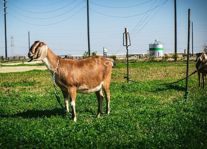 Harvest Green's resident goats enjoy a sunny day near the famous silos.