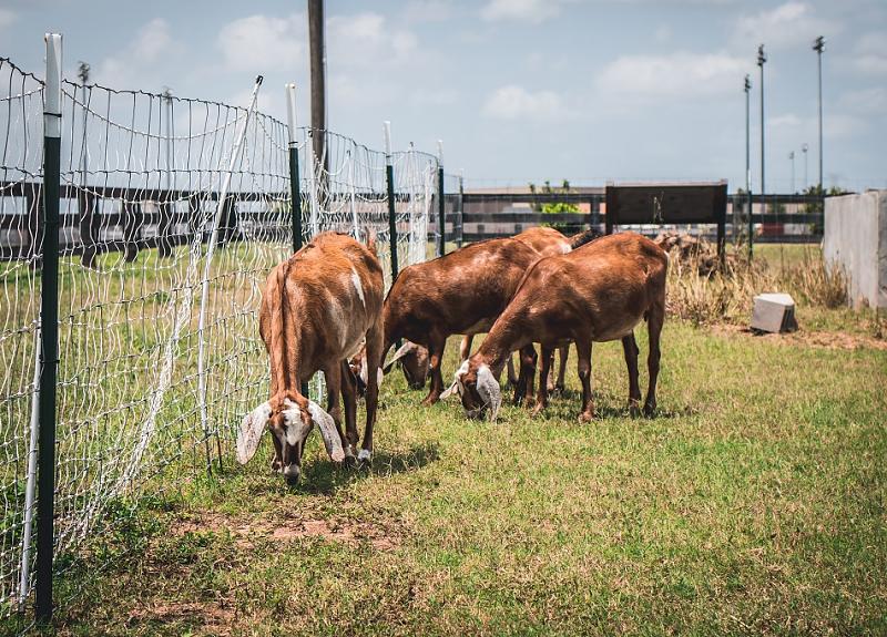 Meet Harvest Green's resident goats during a farm tour in Fort Bend.