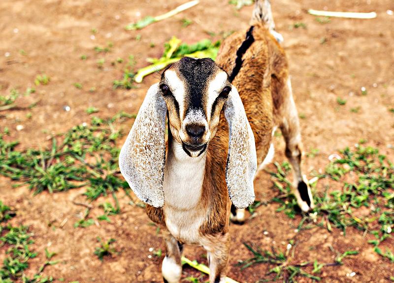 Harvest Green in Richmond, TX is home to several adorable baby goats.