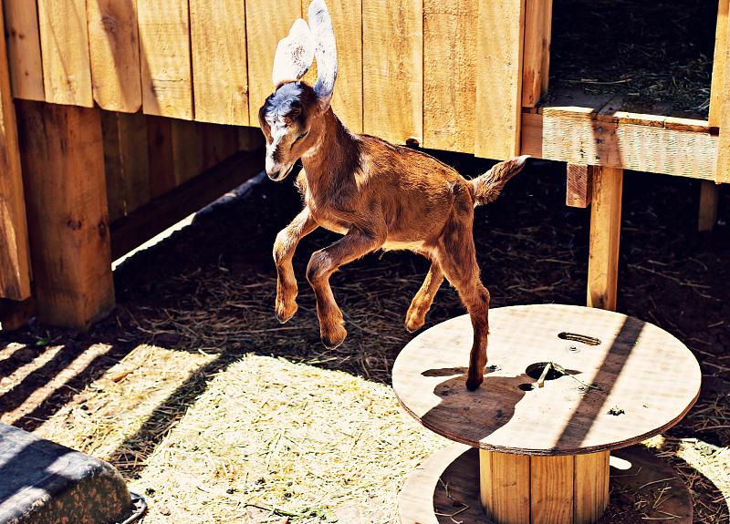 A baby goat jumps and plays in its pen in Harvest Green.