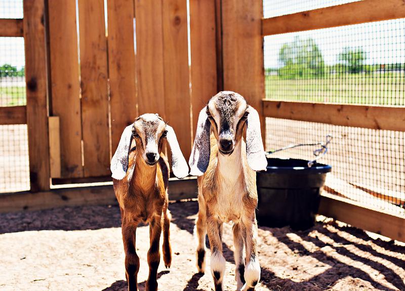Two of Harvest Green's goats explore the pen at The Village Farm.