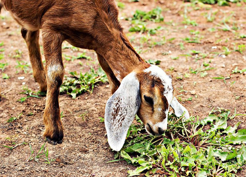 Baby goat living in a Fort Bend master planned community enjoys snack.