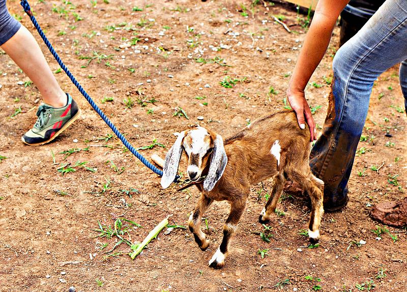 Baby goat is cared for in its home, Harvest Green's Village Farm.