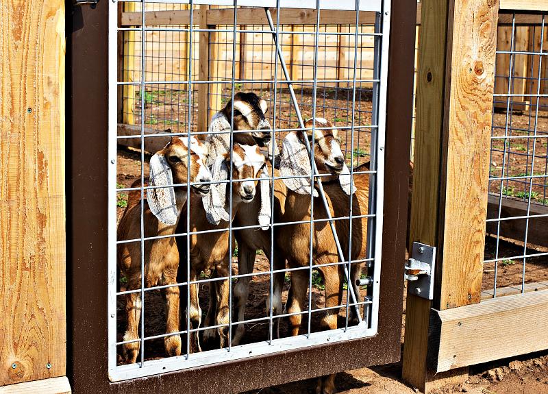 The Harvest Green goats live in a pen located within the community.