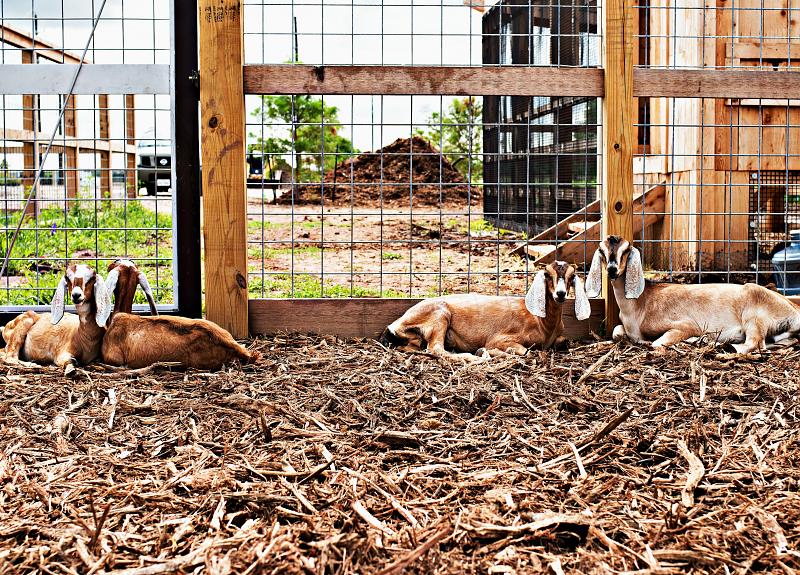 The Harvest Green goats in Fort Bend laze in the goat pen.