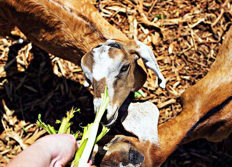 Feeding time for two of Harvest Green's resident goats in Fort Bend.