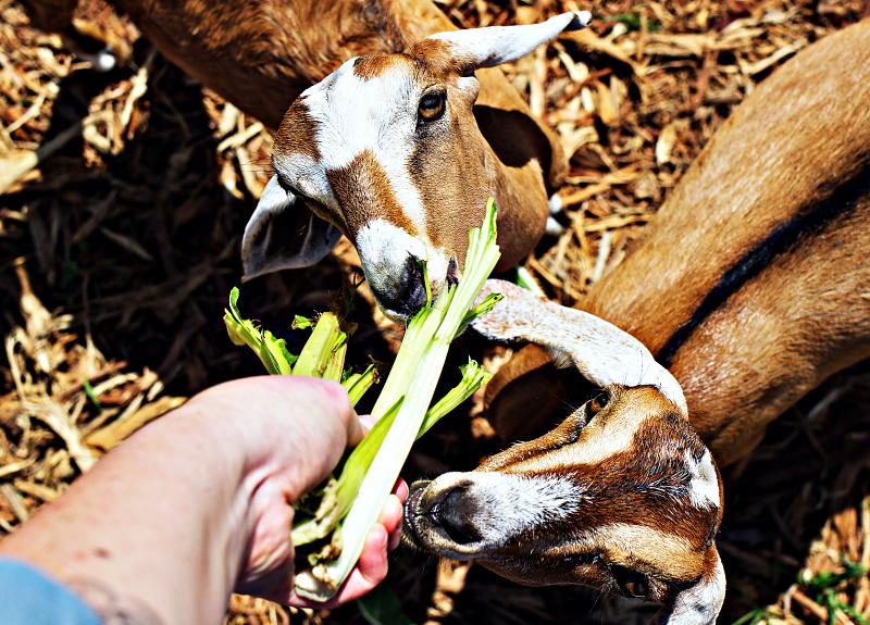 Resident goats snack on fresh lettuce grown in Harvest Green's Village Farm.