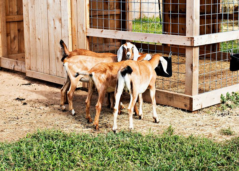 Harvest Green's master-planned community  in Richmond, TX is home to four goats.