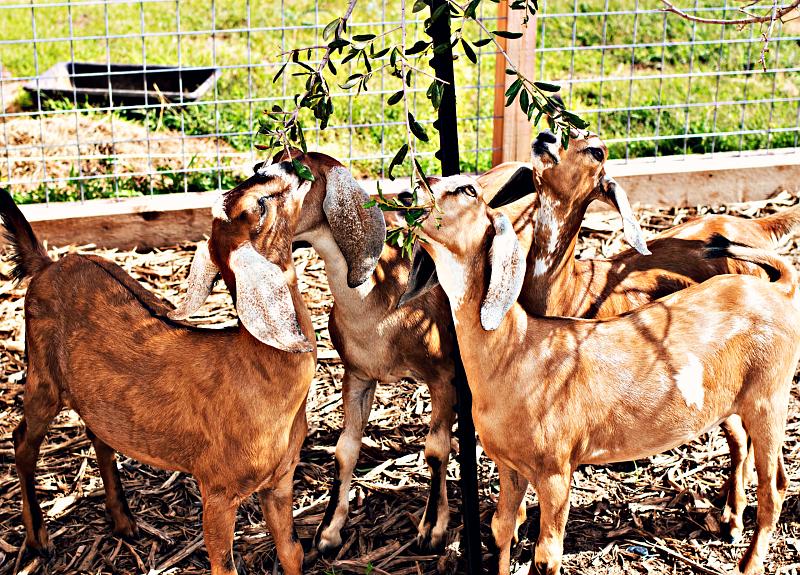 These four goats call Harvest Green's Village Farm in Richmond, TX home.