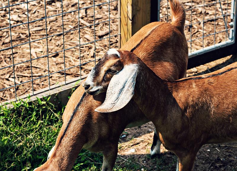 Goats living in a Fort Bend master-planned community relax in their pen.