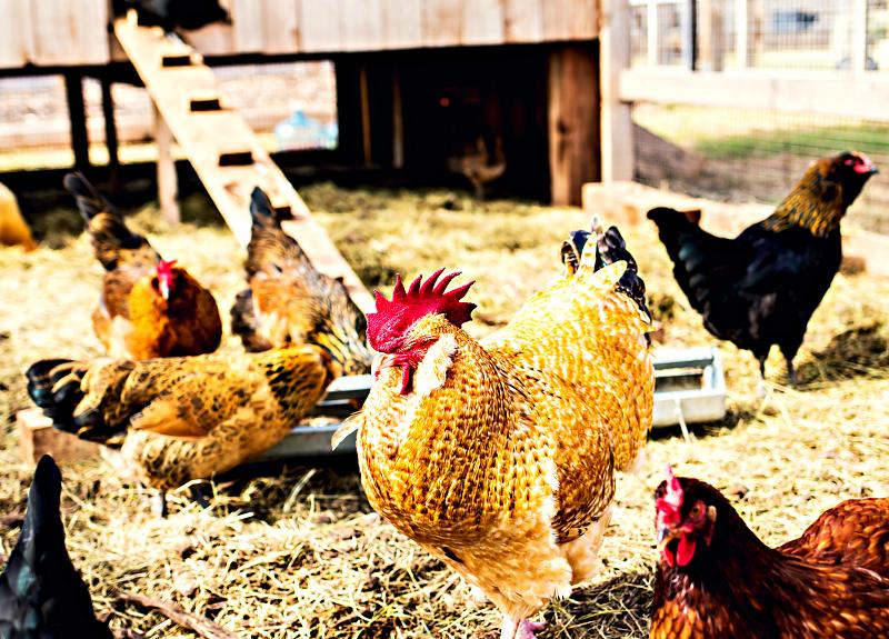 Various breeds of chickens are part of Fort Bend community Harvest Green.