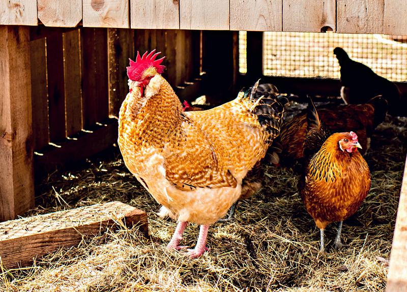 Tan and brown rooster and hen inside Harvest Green's community chicken coup.