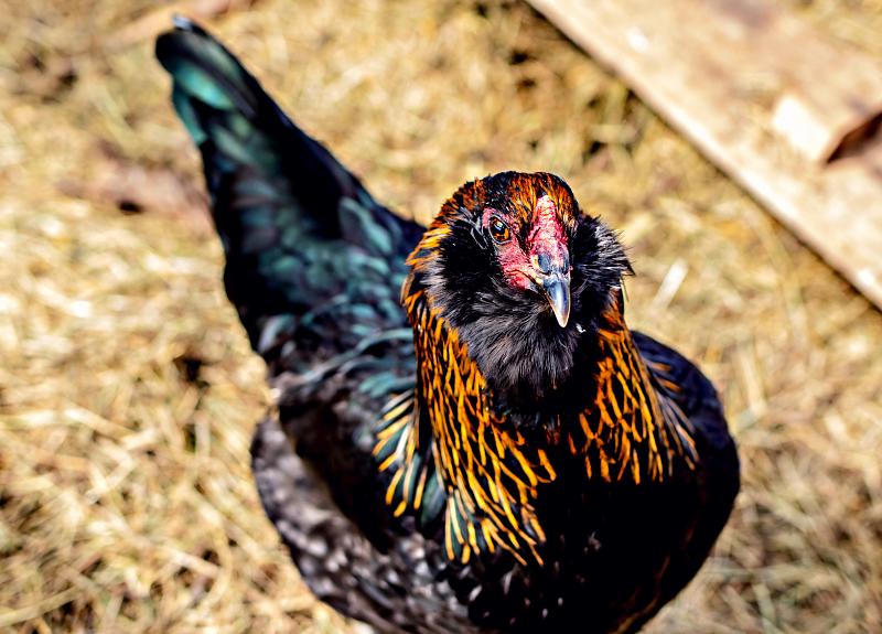 Beautiful black and tan chicken calls Harvest Green in Fort Bend home.