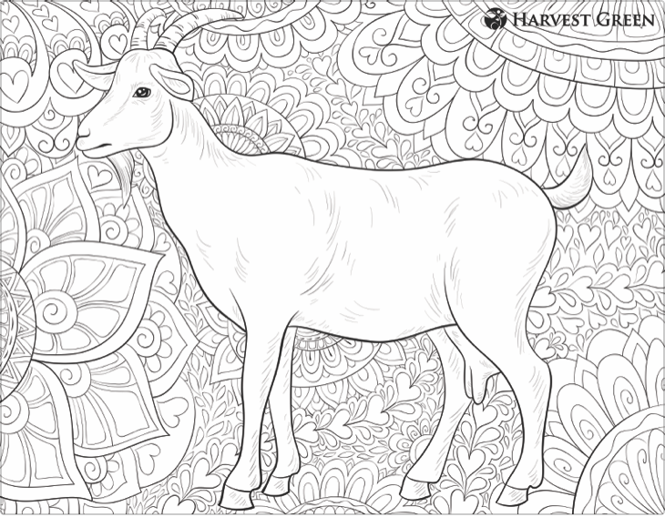 Harvest Green Coloring Sheep