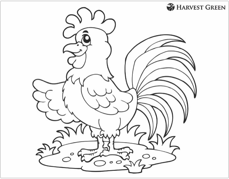 Harvest Green Coloring Kids Chicken